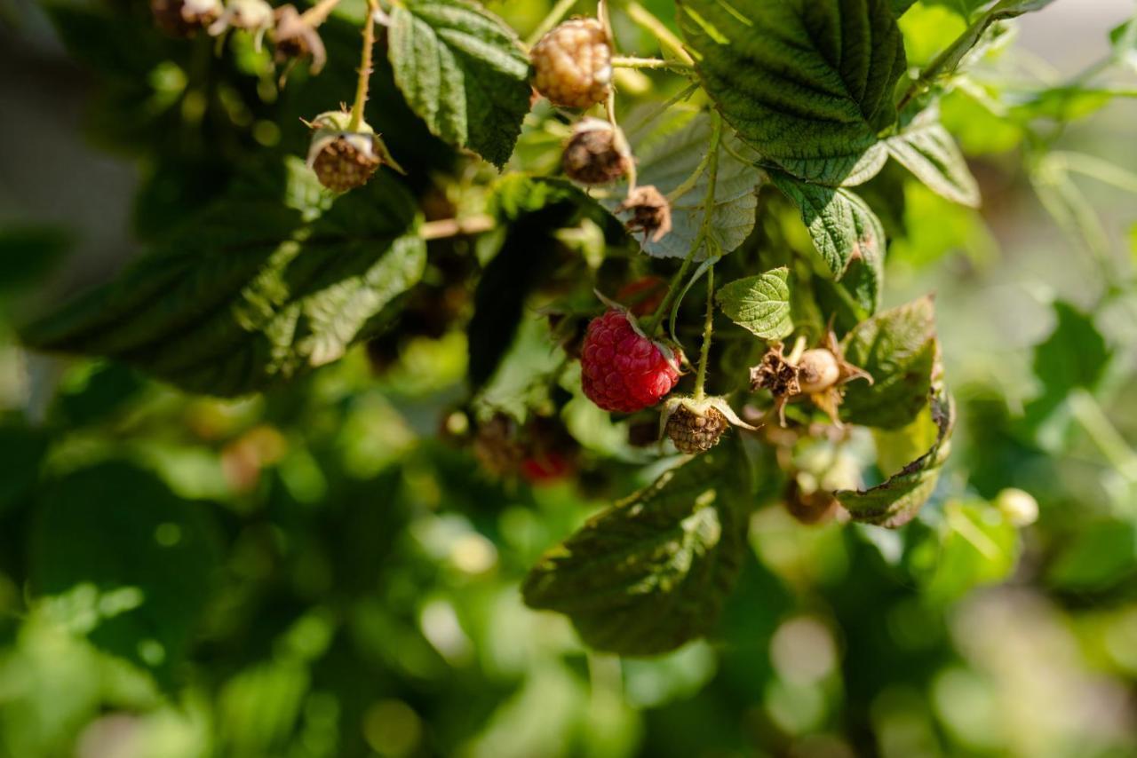 Quinta De Vila Nova - Agroturismo Monção Eksteriør bilde